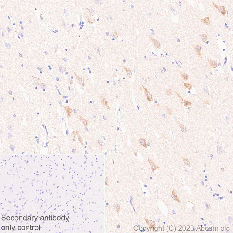Immunohistochemistry (Formalin/PFA-fixed paraffin-embedded sections) - Anti-Reelin antibody [EPR26278-30] - BSA and Azide free (AB312311)