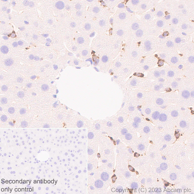 Immunohistochemistry (Formalin/PFA-fixed paraffin-embedded sections) - Anti-Reelin antibody [EPR26278-30] - BSA and Azide free (AB312311)