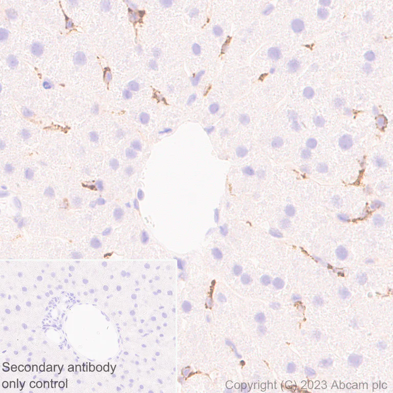 Immunohistochemistry (Formalin/PFA-fixed paraffin-embedded sections) - Anti-Reelin antibody [EPR26278-30] - BSA and Azide free (AB312311)