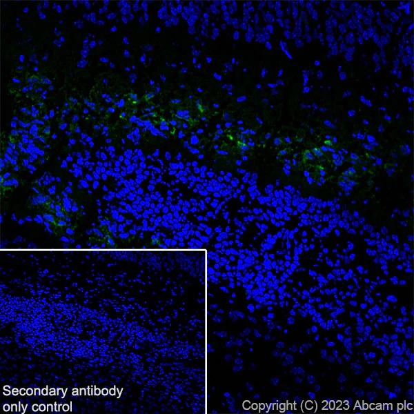 Immunohistochemistry (Frozen sections) - Anti-Reelin antibody [EPR26278-30] - BSA and Azide free (AB312311)