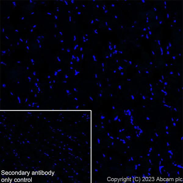 Immunohistochemistry (Frozen sections) - Anti-Reelin antibody [EPR26278-30] - BSA and Azide free (AB312311)
