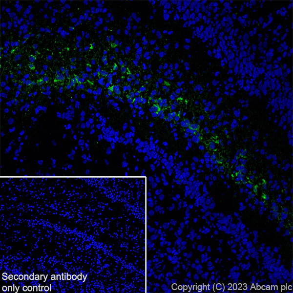 Immunohistochemistry (Frozen sections) - Anti-Reelin antibody [EPR26278-30] - BSA and Azide free (AB312311)