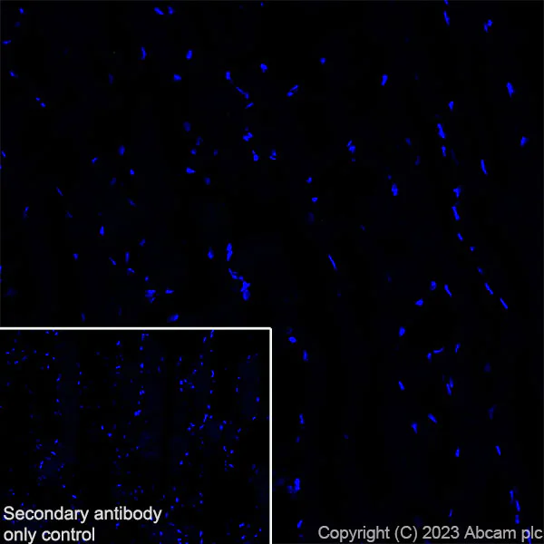 Immunohistochemistry (Frozen sections) - Anti-Reelin antibody [EPR26278-30] - BSA and Azide free (AB312311)