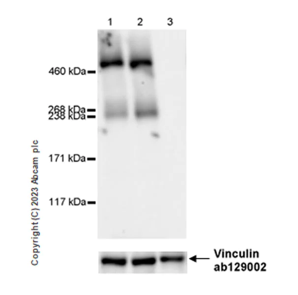 Western blot - Anti-Reelin antibody [EPR26278-30] - BSA and Azide free (AB312311)