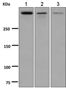 Western blot - Anti-Reelin antibody [EPR3330(2)] (AB139691)
