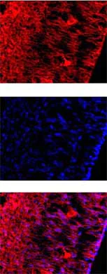 Immunohistochemistry (PFA fixed) - Anti-Reelin antibody [G10] (AB78540)