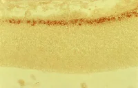 Immunohistochemistry (PFA fixed) - Anti-Reelin antibody [G10] (AB78540)