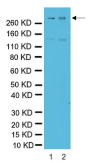 Western blot - Anti-Reelin antibody [G10] (AB78540)