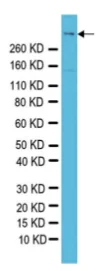 Western blot - Anti-Reelin antibody [G10] (AB78540)