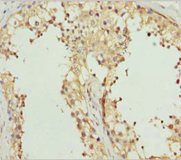Immunohistochemistry (Formalin/PFA-fixed paraffin-embedded sections) - Anti-REEP1 antibody (AB230026)