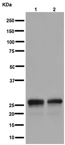 Western blot - Anti-REEP2 antibody [EPR16080] (AB191410)