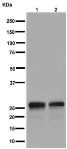Western blot - Anti-REEP2 antibody [EPR16080] - BSA and Azide free (AB251069)