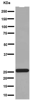 Western blot - Anti-REEP2 antibody [EPR16080] - BSA and Azide free (AB251069)