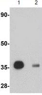 Western blot - Anti-REEP3 antibody (AB106463)
