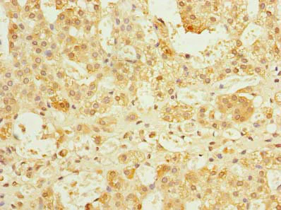 Immunohistochemistry (Formalin/PFA-fixed paraffin-embedded sections) - Anti-REEP4 antibody (AB237689)