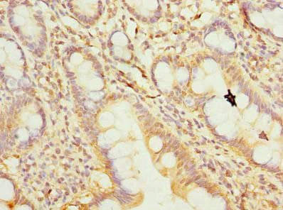 Immunohistochemistry (Formalin/PFA-fixed paraffin-embedded sections) - Anti-REEP4 antibody (AB237689)