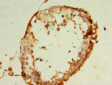 Immunohistochemistry (Formalin/PFA-fixed paraffin-embedded sections) - Anti-REEP4 antibody (AB237689)