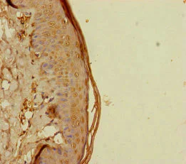 Immunohistochemistry (Formalin/PFA-fixed paraffin-embedded sections) - Anti-REEP5 antibody (AB230115)