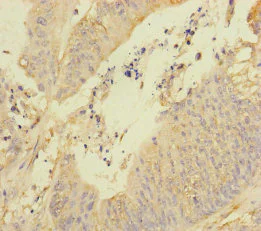 Immunohistochemistry (Formalin/PFA-fixed paraffin-embedded sections) - Anti-REEP5 antibody (AB230115)