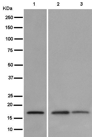 Western blot - Anti-REEP5 antibody [EP11115] (AB186755)