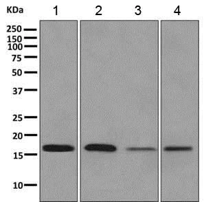 Western blot - Anti-REEP5 antibody [EPR11114(B)] - BSA and Azide free (AB249420)