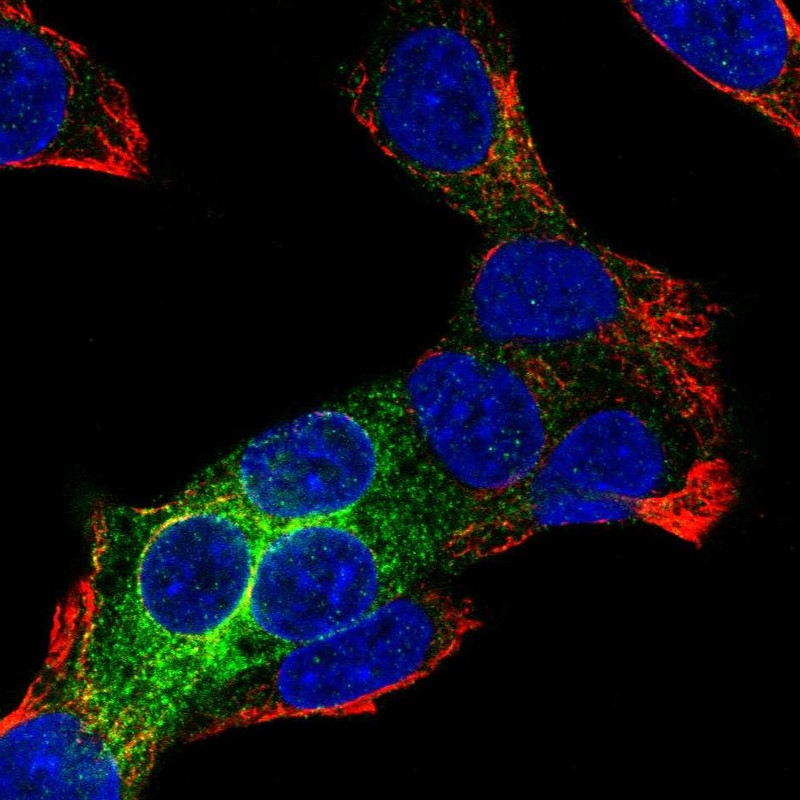 Immunocytochemistry - Anti-REEP6 antibody (AB204341), expandable thumbnail