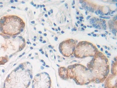 Immunohistochemistry (Formalin/PFA-fixed paraffin-embedded sections) - Anti-REG1B antibody (AB233210)