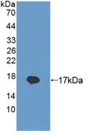 Western blot - Anti-REG1B antibody (AB233210)