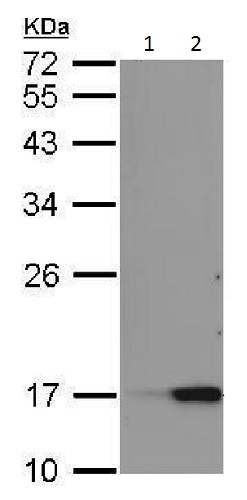 Western blot - Anti-Reg3a antibody - C-terminal (AB228662)