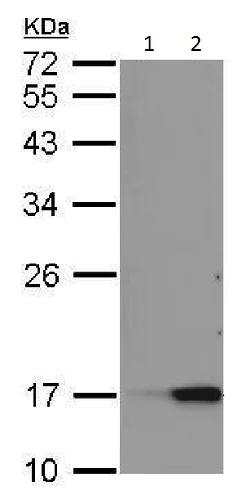Western blot - Anti-Reg3a antibody - C-terminal (AB228662)