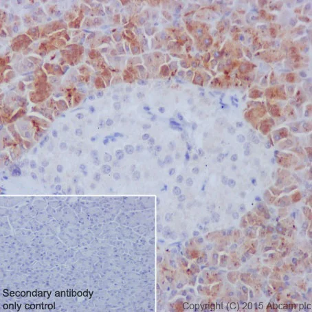 Immunohistochemistry (Formalin/PFA-fixed paraffin-embedded sections) - Anti-REG3A + REG3G antibody [EPRR18188] (AB202057)