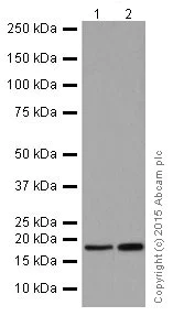 Western blot - Anti-REG3A + REG3G antibody [EPRR18188] (AB202057)
