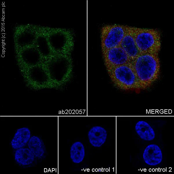 Immunocytochemistry/ Immunofluorescence - Anti-REG3A + REG3G antibody [EPRR18188] - BSA and Azide free (AB251357)