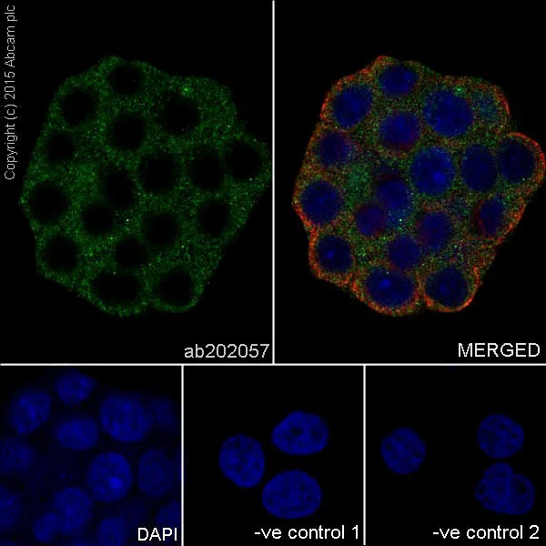 Immunocytochemistry/ Immunofluorescence - Anti-REG3A + REG3G antibody [EPRR18188] - BSA and Azide free (AB251357)