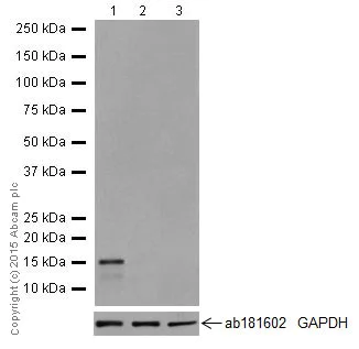 Western blot - Anti-REG3A + REG3G antibody [EPRR18188] - BSA and Azide free (AB251357)