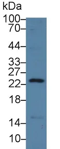 Western blot - Anti-REG3G antibody (AB233480)