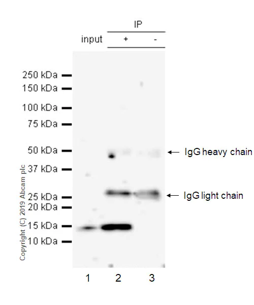 Immunoprecipitation - Anti-REG4 antibody [EPR22810-327] (AB255820)
