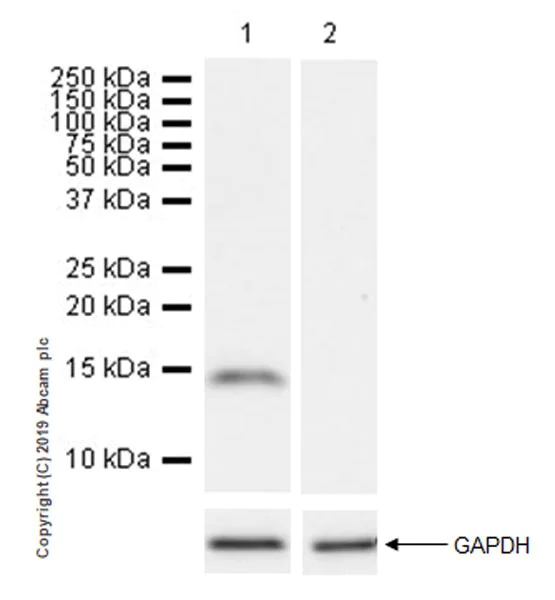 Western blot - Anti-REG4 antibody [EPR22810-327] (AB255820)