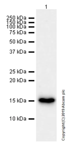Western blot - Anti-REG4 antibody [EPR22810-327] (AB255820)