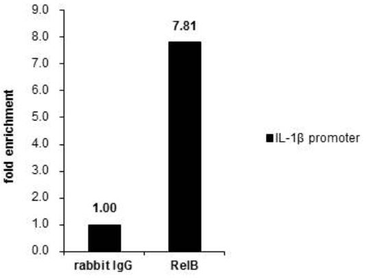 ChIP - Anti-Rel B antibody (AB154957), expandable thumbnail