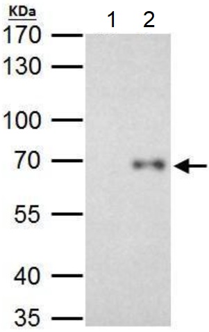 Immunoprecipitation - Anti-Rel B antibody (AB154957), expandable thumbnail