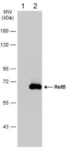 Western blot - Anti-Rel B antibody (AB154957), expandable thumbnail