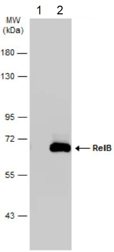 Western blot - Anti-Rel B antibody (AB154957)
