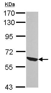 Western blot - Anti-Rel B antibody (ab154957), expandable thumbnail