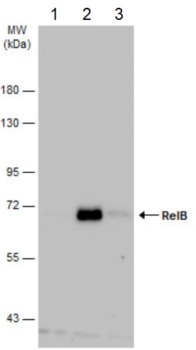 Western blot - Anti-Rel B antibody (AB154957), expandable thumbnail
