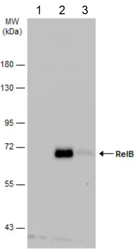 Western blot - Anti-Rel B antibody (AB154957)