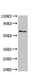 Western blot - Anti-Rel B antibody (AB235922), expandable thumbnail
