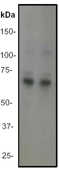 Western blot - Anti-Rel B antibody [EP613Y] (AB33917)