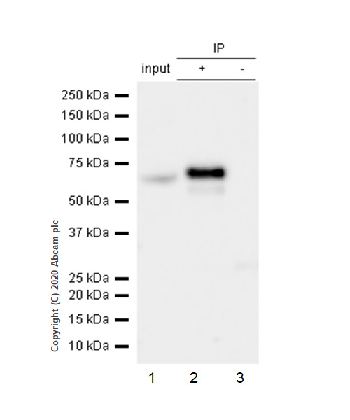 Immunoprecipitation - Anti-Rel B antibody [EP613Y] - BSA and Azide free (AB247280), expandable thumbnail