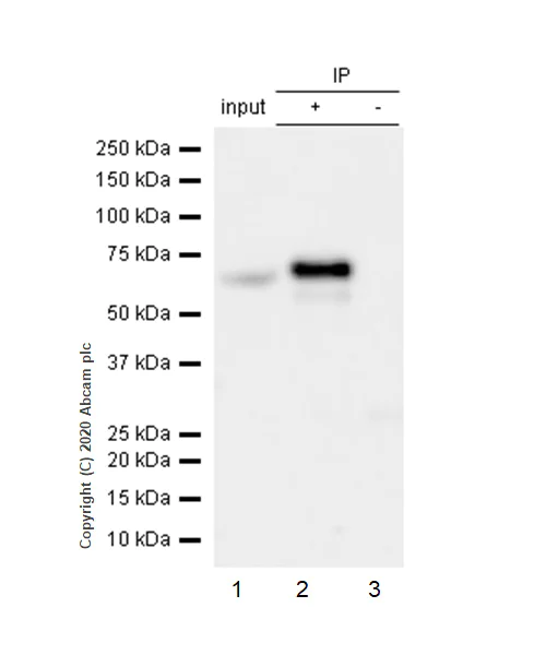 Immunoprecipitation - Anti-Rel B antibody [EP613Y] - BSA and Azide free (AB247280)